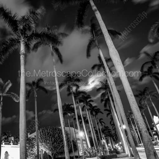 Royal Palm Way on Palm Beach Island -- Palm Beach Black and White Photography