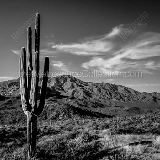 An Iconic Saguaro Cactus and the Mazatzal Mountains -- Phoenix Black and White Photography