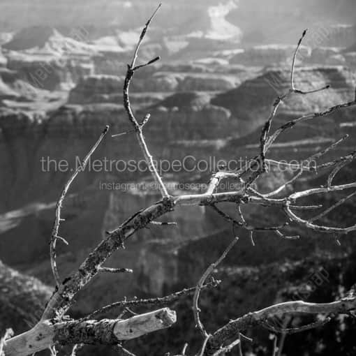 Dead Trees on the South Rim of the Grand Canyon -- Grand Canyon Black and White Fine Art Prints