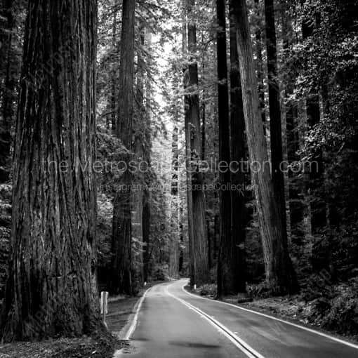 US Route 101 Through Redwood National Park -- Redwood N.P. Black and White Art Prints
