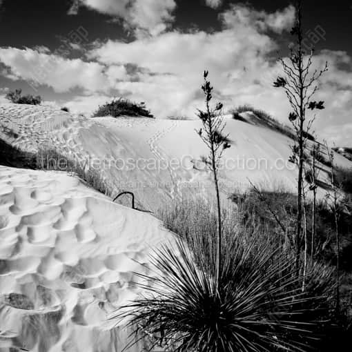 A Yucca Plant in White Sands National Park -- White Sands Black and White Art Prints