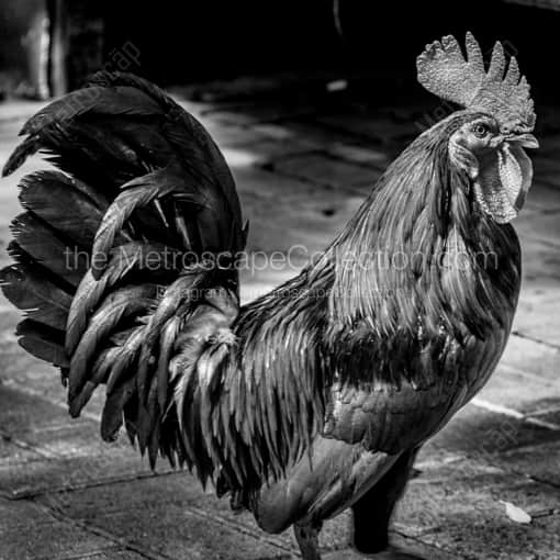 A Key West Rooster -- Key West Black and White Photos