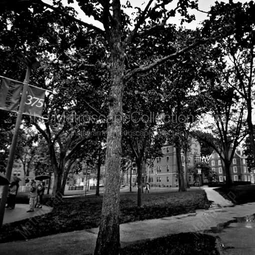 Harvard Yard -- Boston Black and White Framed Photos