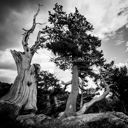 A Wind Blown Pine Tree -- Denver Black and White Framed Photos