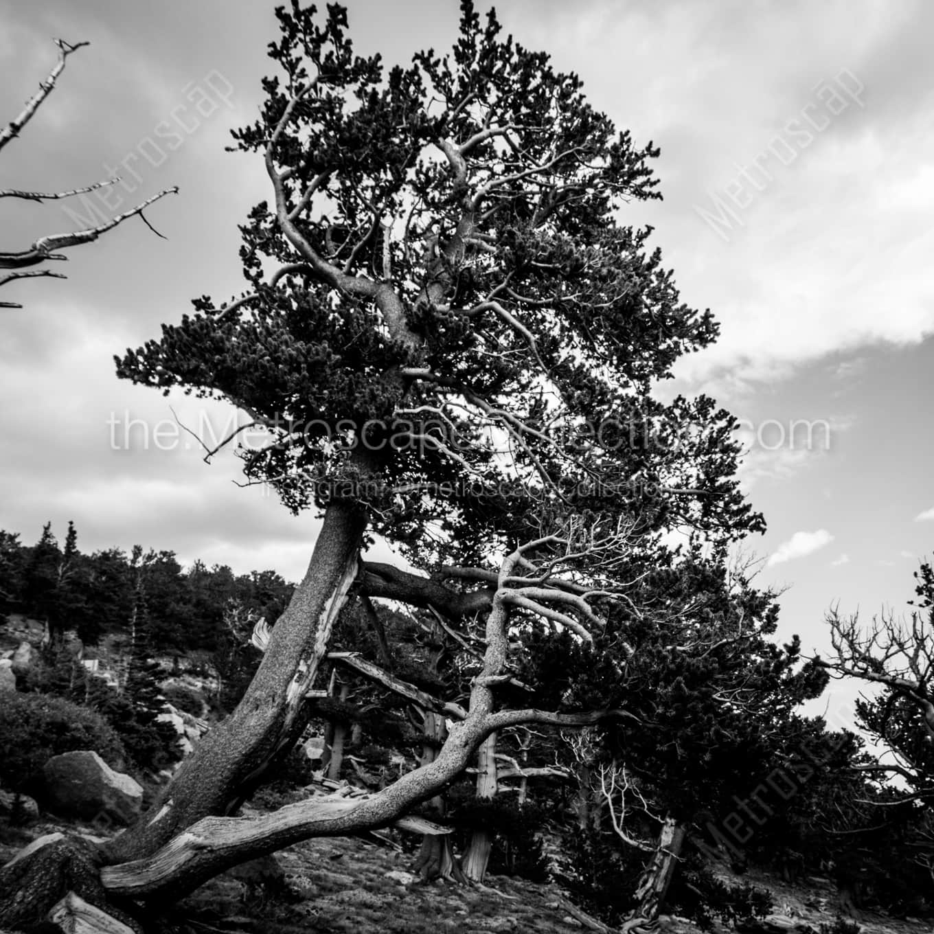 Pines Growing with the Wind Framed Photos Pines Growing with the Wind Framed Photos square crop
