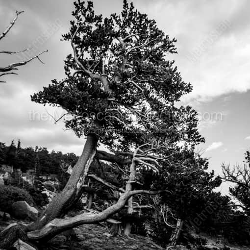Pines Growing with the Wind -- Denver Black and White Framed Photos