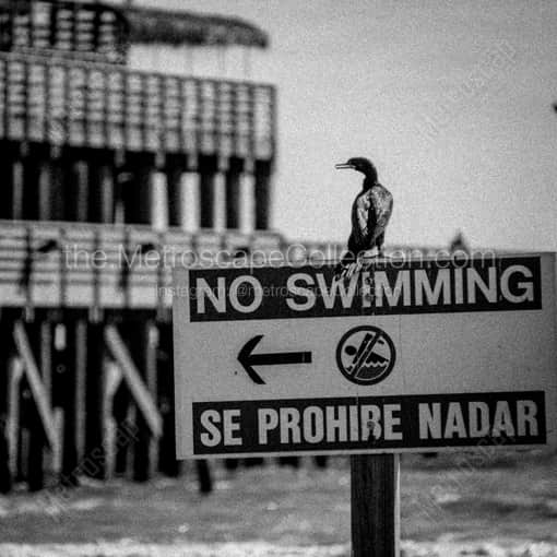 Se Prohibe Nadar -- Galveston Black and White Framed Photos
