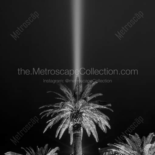 A Palm Tree Backlit by the Luxor Light Beam -- Las Vegas Black and White Framed Photos