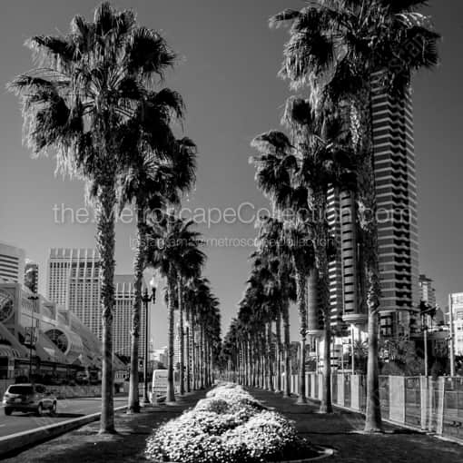 Beautiful Purple Flower Beds in San Diego -- San Diego Black and White Framed Photos