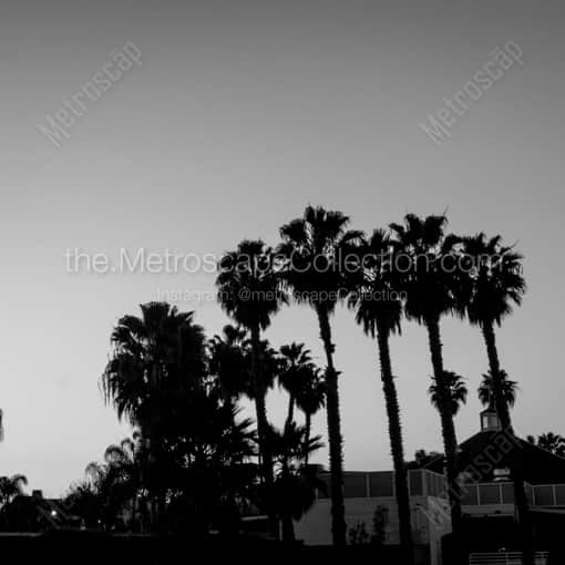 Washingtonia Palm Trees on Coronado Island -- San Diego Black and White Framed Photos