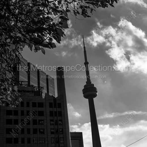 The CN Tower from University Avenue -- Toronto Black and White Framed Photos