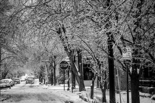 Columbus Black and White Photography of Trees Weighed Down by Ice on Beck Street in German Village Trees Weighed Down by Ice on Beck Street in German Village -- Columbus Black and White Photography