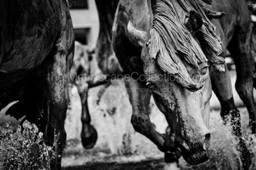 Dallas Black and White Photography of A Stallion in the Mustangs of Las Colinas Fountain A Stallion in the Mustangs of Las Colinas Fountain -- Dallas Black and White Photography