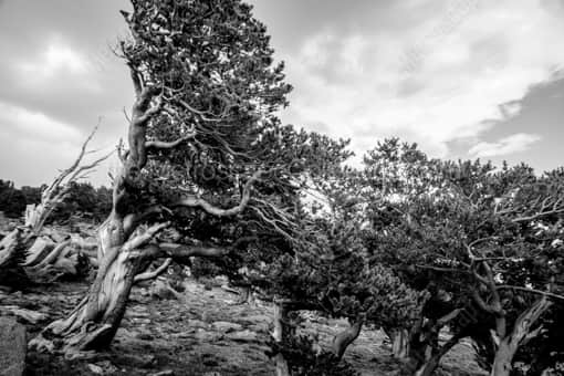 Denver Black and White Photography of A Wind-Swept Pine at the Mt Evans Tree Line A Wind-Swept Pine at the Mt Evans Tree Line -- Denver Black and White Photography