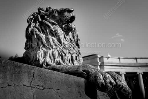 A Lion in the Denver Civic Center Park -- Denver Black and White Photography