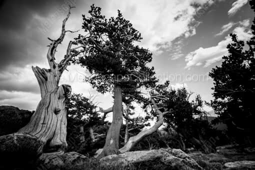 A Wind Blown Pine Tree -- Denver Black and White Photography