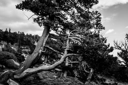 Pines Growing with the Wind -- Denver Black and White Photography