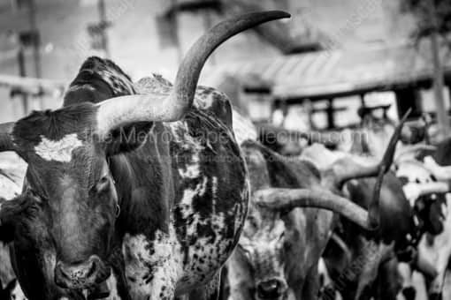 The Long Horn of a Texas Longhorn -- Fort Worth Black and White Photography