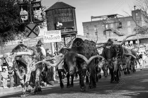 The Stockyard Cattle Drive -- Fort Worth Black and White Photography