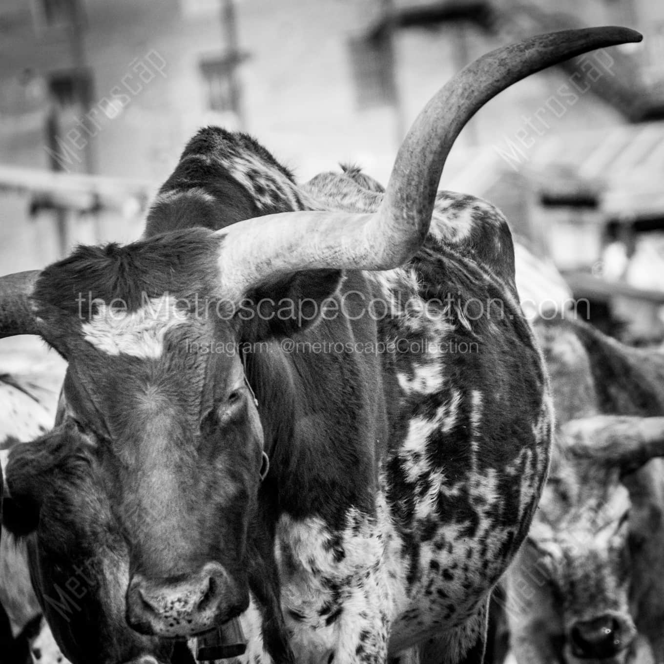 The Long Horn of a Texas Longhorn landscape black and white Photography square crop