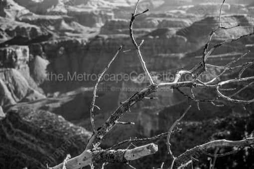 Grand Canyon Black and White Photography of Dead Trees on the South Rim of the Grand Canyon Dead Trees on the South Rim of the Grand Canyon -- Grand Canyon Black and White Photography