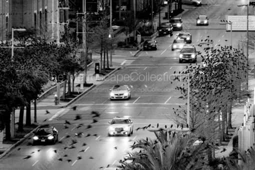 Birds Fly Across La Branch Street -- Houston Black and White Photography