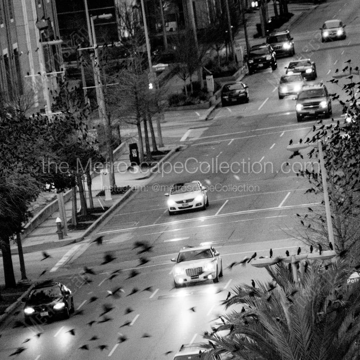 Birds Fly Across La Branch Street landscape black and white Photography square crop