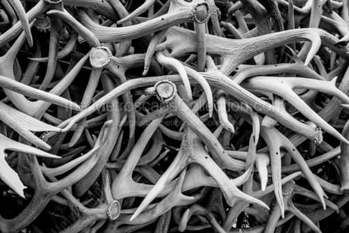 Elk Antlers -- Jackson Hole Black and White Photography