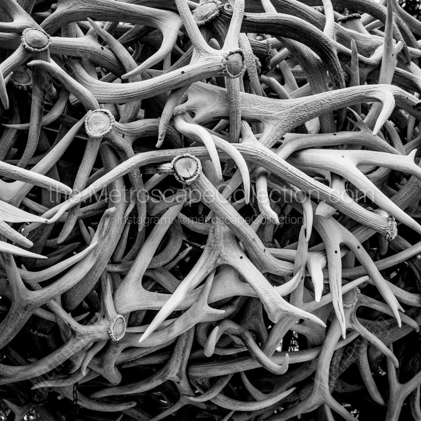 Elk Antlers landscape black and white Photography square crop