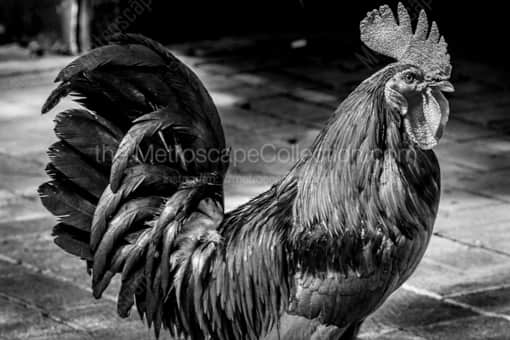 A Key West Rooster -- Key West Black and White Photos