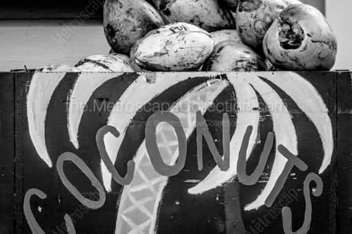 Key West Coconuts -- Key West Black and White Photos