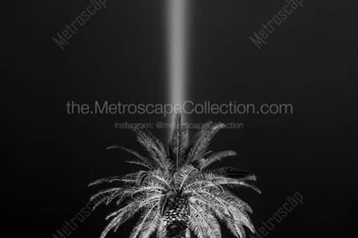 Las Vegas Black and White Photography of A Palm Tree Backlit by the Luxor Light Beam A Palm Tree Backlit by the Luxor Light Beam -- Las Vegas Black and White Photography