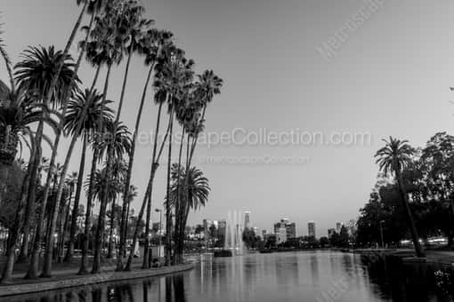 Tall Palms in Echo Park Los Angeles -- Los Angeles Black and White Photography