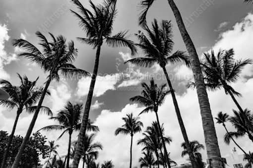 Miami Beach Palm Trees -- Miami Black and White Photography