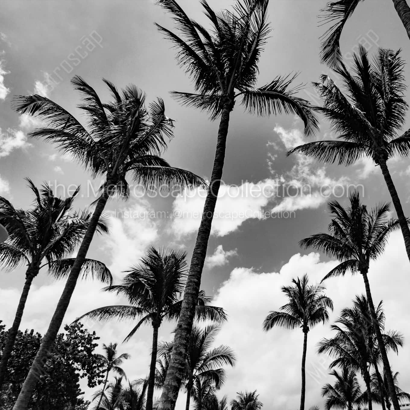 Miami Beach Palm Trees landscape black and white Photography square crop
