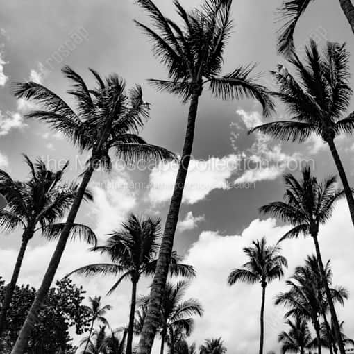 Matte Black WOOD Framed Black and White Miami Photograph: Miami Beach Palm Trees in a Square Matte Black Wood Frame
