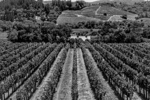 Rows of Grapevines in Napa California -- Napa-Valley Black and White Photos