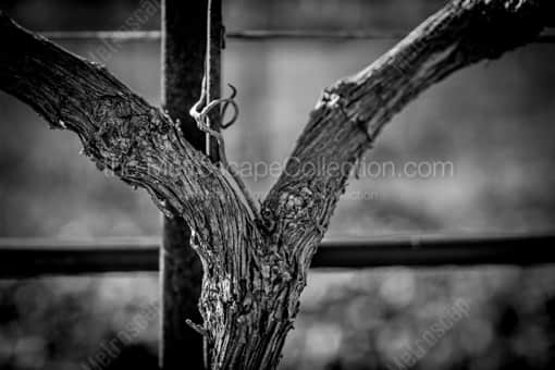 A Grapevine Trunk Close-up -- Napa-Valley Black and White Photos