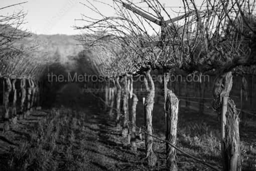A Row of Grapevines -- Napa-Valley Black and White Photos