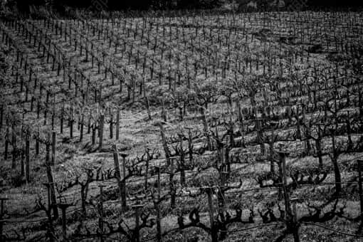 Napa-Valley Black and White Photography of The Rolling Hills of a Napa Valley Vineyard The Rolling Hills of a Napa Valley Vineyard -- Napa-Valley Black and White Photography