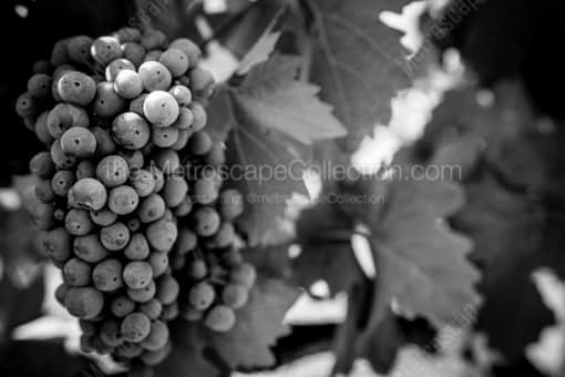 Cabernet Sauvignon Grapes -- Napa-Valley Black and White Photos