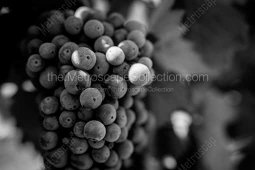 Napa-Valley Black and White Photography of A Bunch of Grapes on a Napa Valley Vineyard A Bunch of Grapes on a Napa Valley Vineyard -- Napa-Valley Black and White Photography