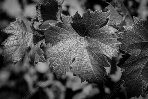 A Napa Valley Vineyard Leaf -- Napa-Valley Black and White Photos