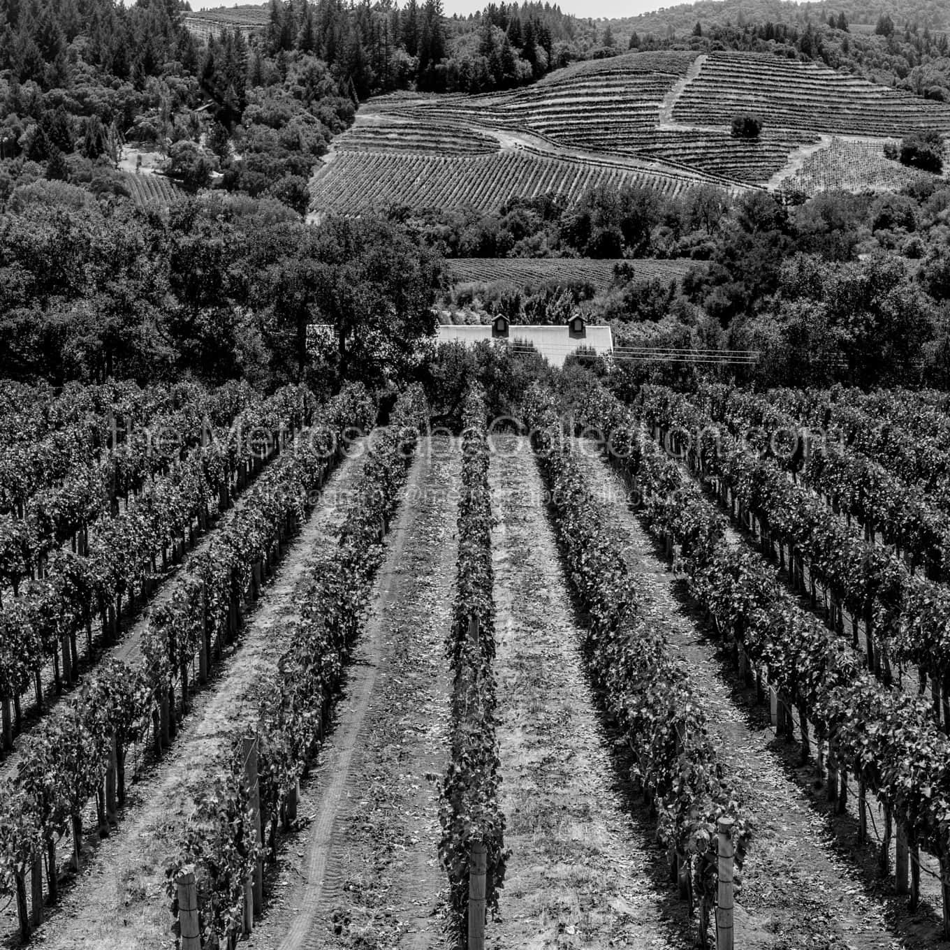 Rows of Grapevines in Napa California landscape black and white Photography square crop