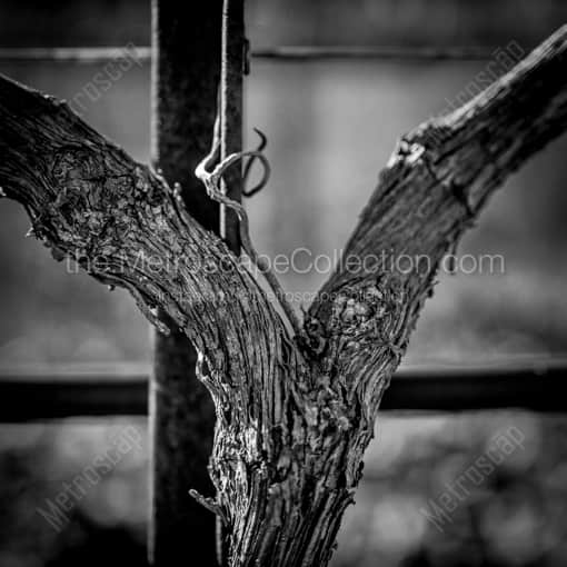 Matte Black WOOD Framed Black and White Napa-Valley Photograph: A Grapevine Trunk Close-up in a Square Matte Black Wood Frame