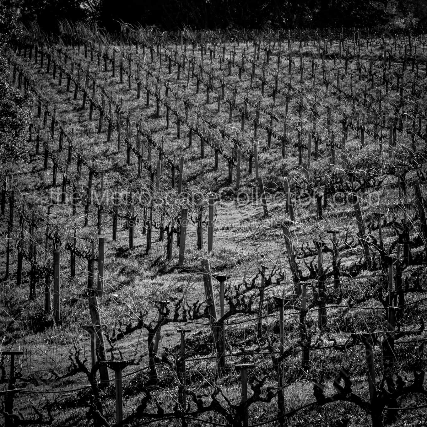 The Rolling Hills of a Napa Valley Vineyard landscape black and white Photography The Rolling Hills of a Napa Valley Vineyard landscape black and white Photography square crop
