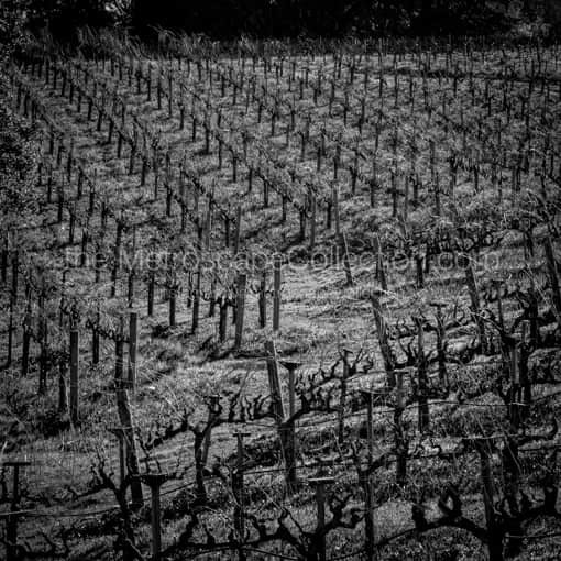 Matte Black WOOD Framed Black and White Napa-Valley Photograph: The Rolling Hills of a Napa Valley Vineyard in a Square Matte Black Wood Frame