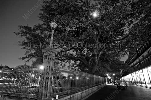 New Orleans Black and White Photography of A Giant Oak Tree in Jackson Square under a Full Moon A Giant Oak Tree in Jackson Square under a Full Moon -- New Orleans Black and White Photography