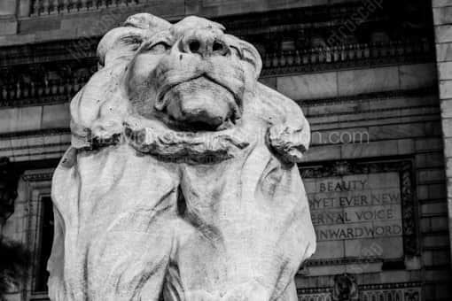 New York City Black and White Photography of The Lion Statue Outside of the New York Public Library The Lion Statue Outside of the New York Public Library -- New York City Black and White Photography