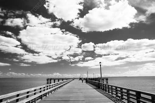 New York City Black and White Photography of A Sea Gull Swoops Down on to the Coney Island Pier A Sea Gull Swoops Down on to the Coney Island Pier -- New York City Black and White Photography